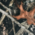 alt-tag